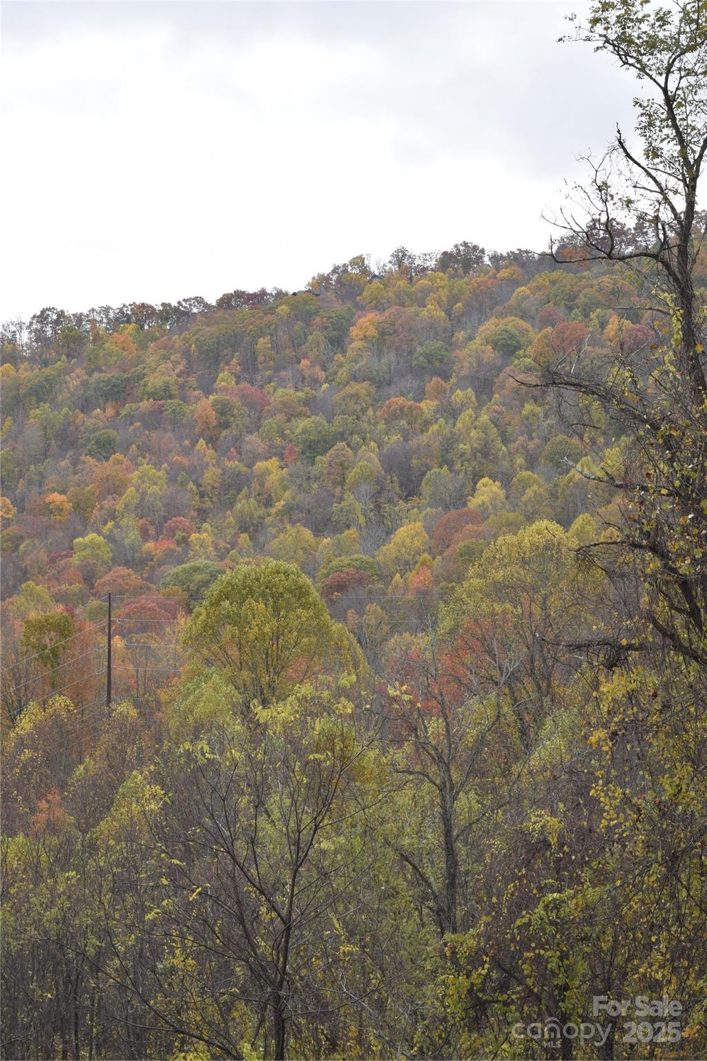 107 Escalante Road, Unit 14 Waynesville, NC 28785 - Photo 11 of 16 a view of a dry yard