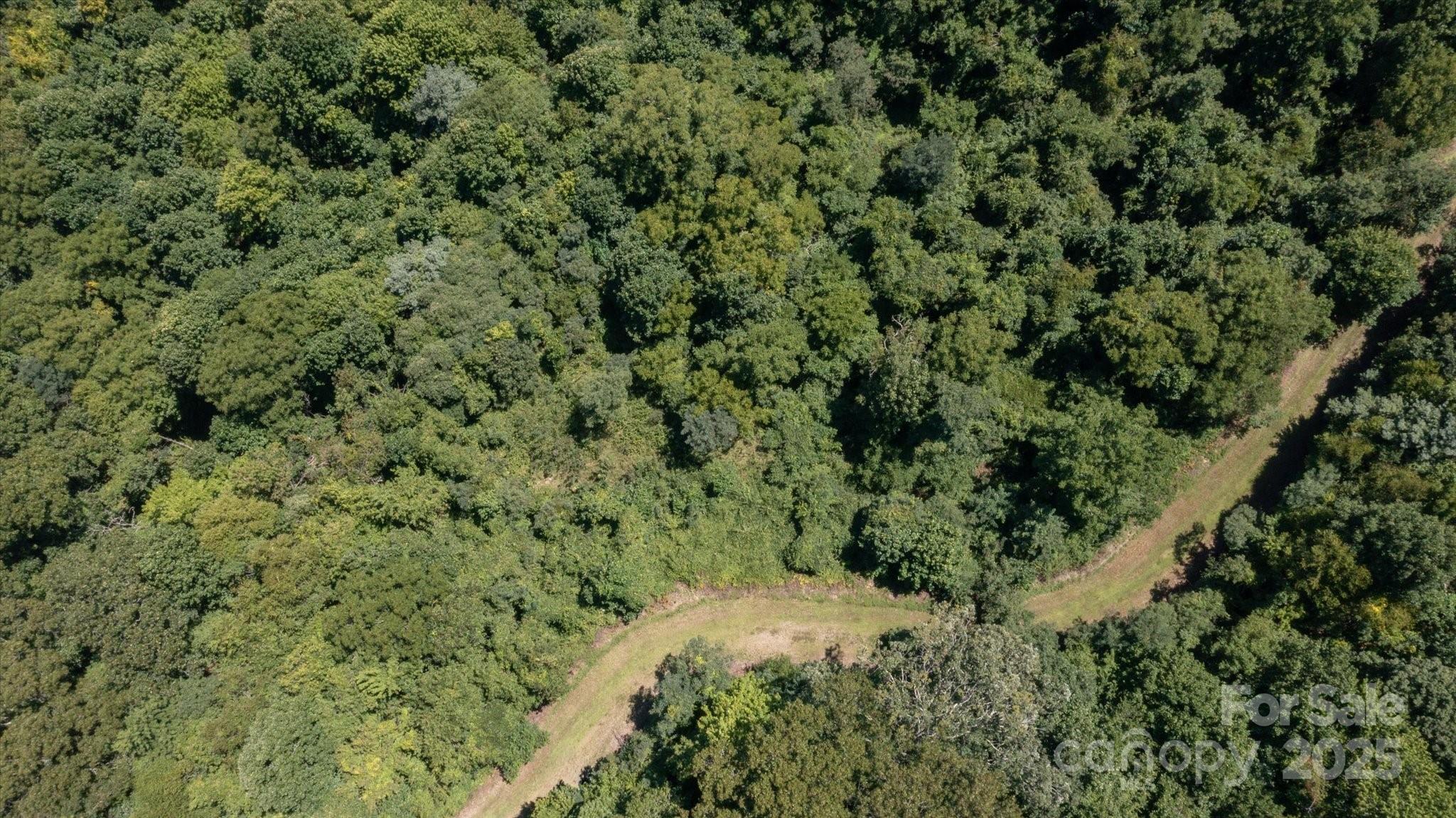 107 Escalante Road, Unit 14 Waynesville, NC 28785 - Photo 6 of 16 a view of a forest with a tree