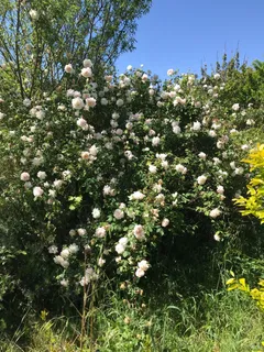 $2,499,000 | 5300 Gravenstein Highway South, Sebastopol, CA 95472