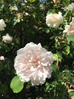 $2,499,000 | 5300 Gravenstein Highway South, Sebastopol, CA 95472