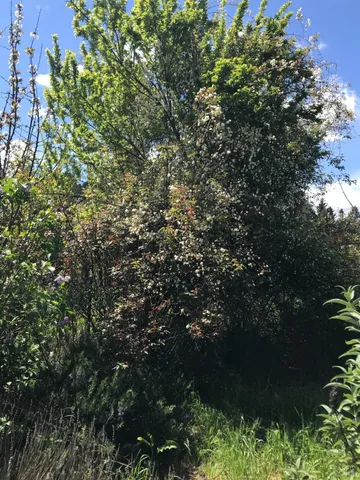 $2,501,000 | 5300 Gravenstein Highway South, Sebastopol, CA 95472