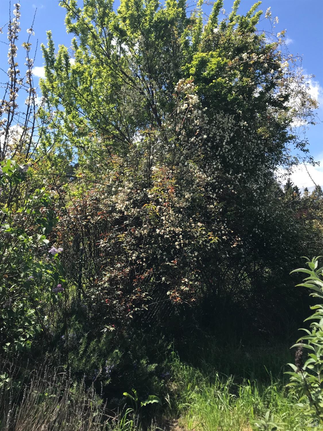 5300 Gravenstein Highway South Sebastopol, CA 95472 - Photo 73 of 75