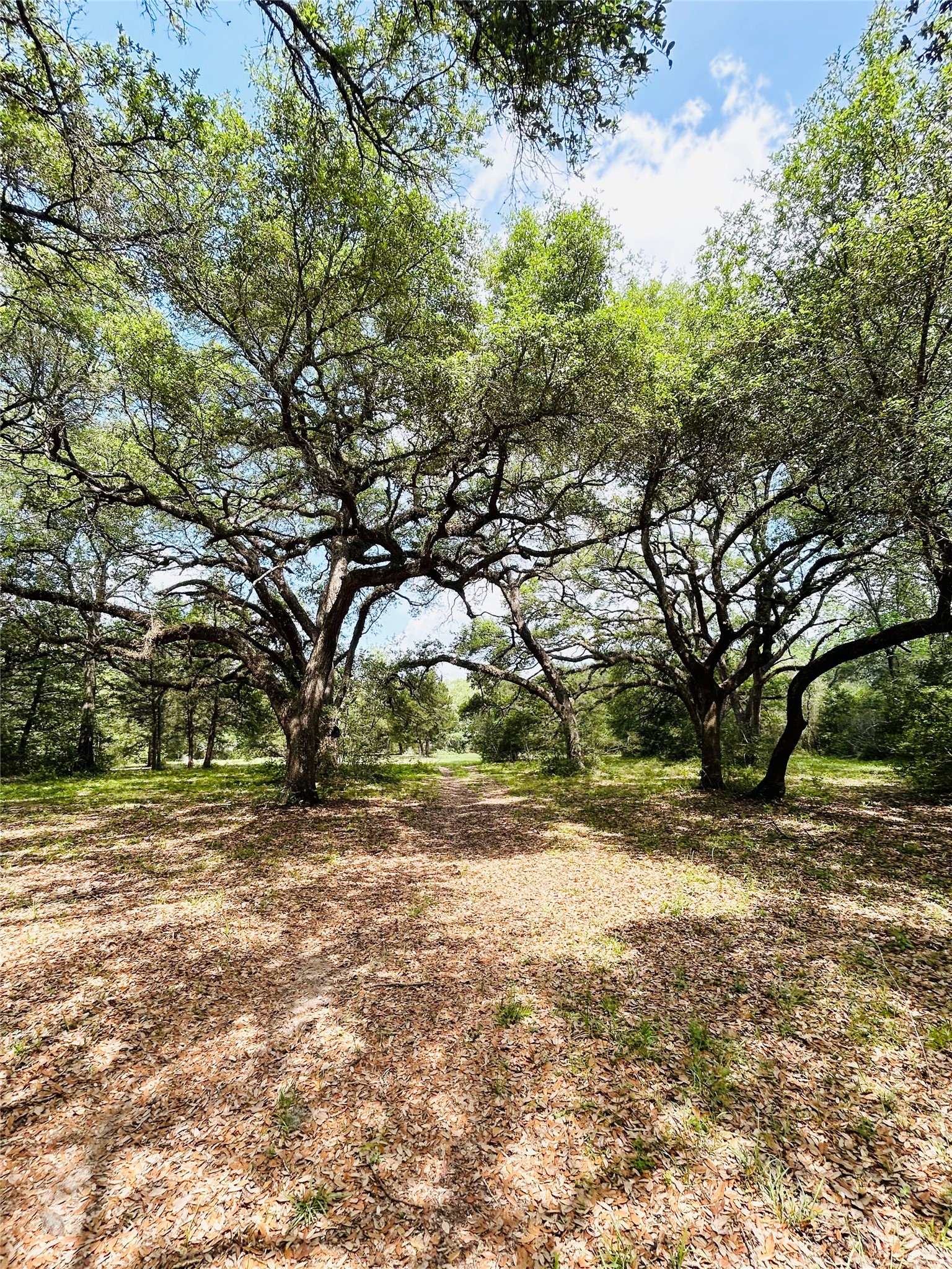32-acres Dunlavy Road Cat Spring, TX 78933 - Photo 7 of 18