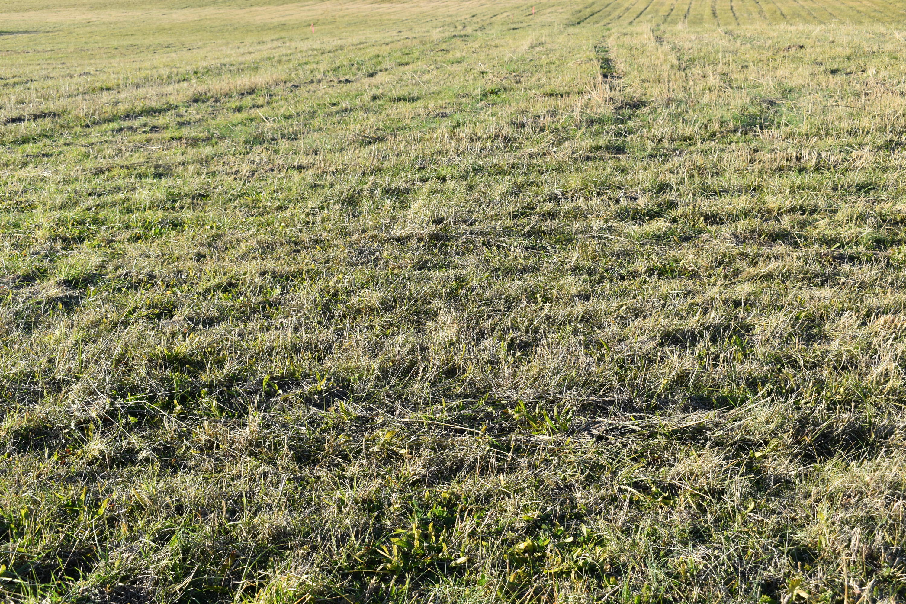 Lot 4 McCleary Road Sevierville, TN 37876 - Photo 2 of 2 DSC_0013