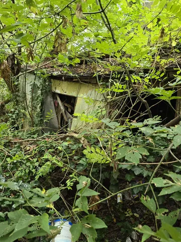 a view of a plants of the tree
