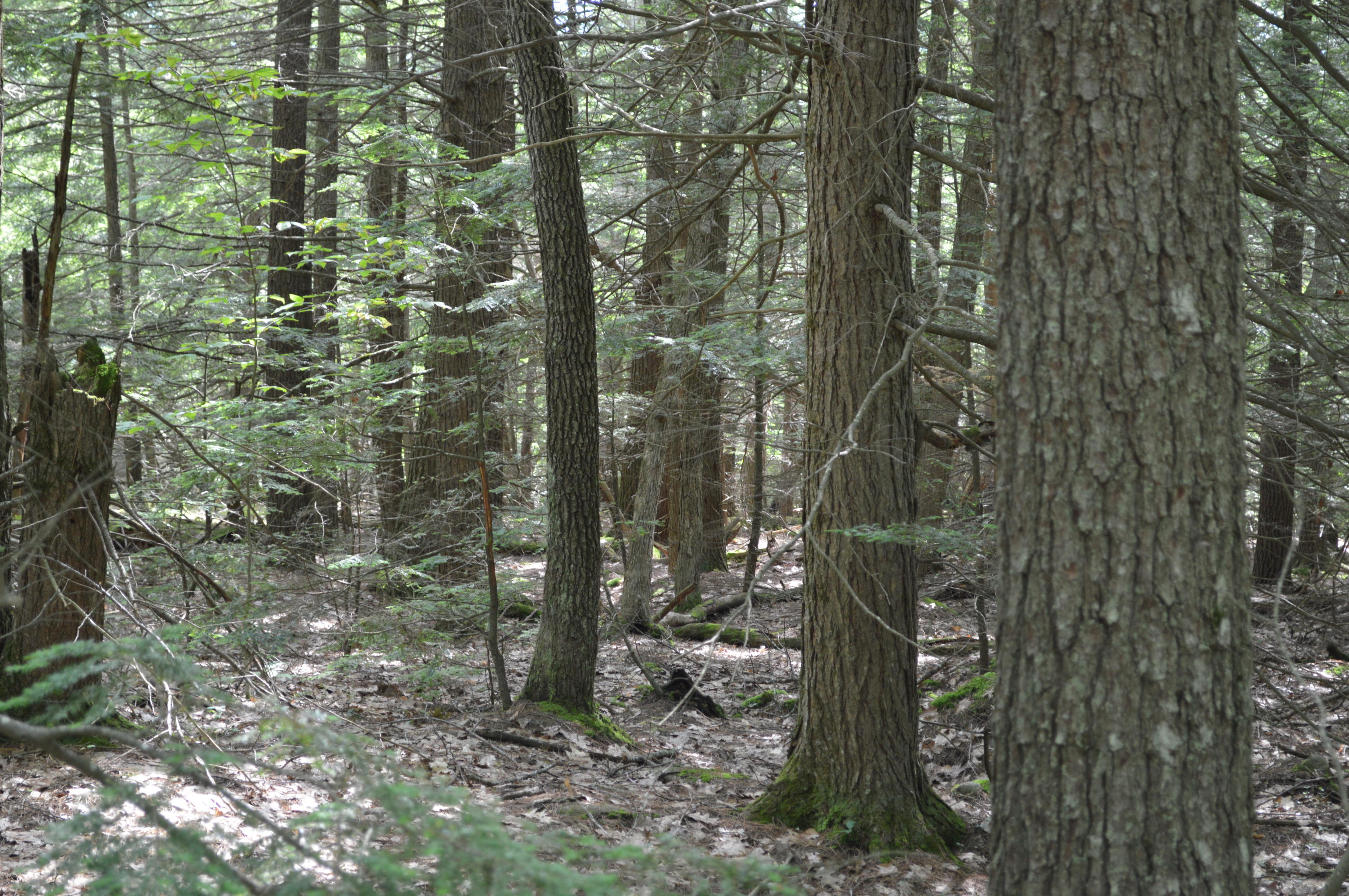 0 Johnson Road Windham, ME 04062 - Photo 10 of 24 .
