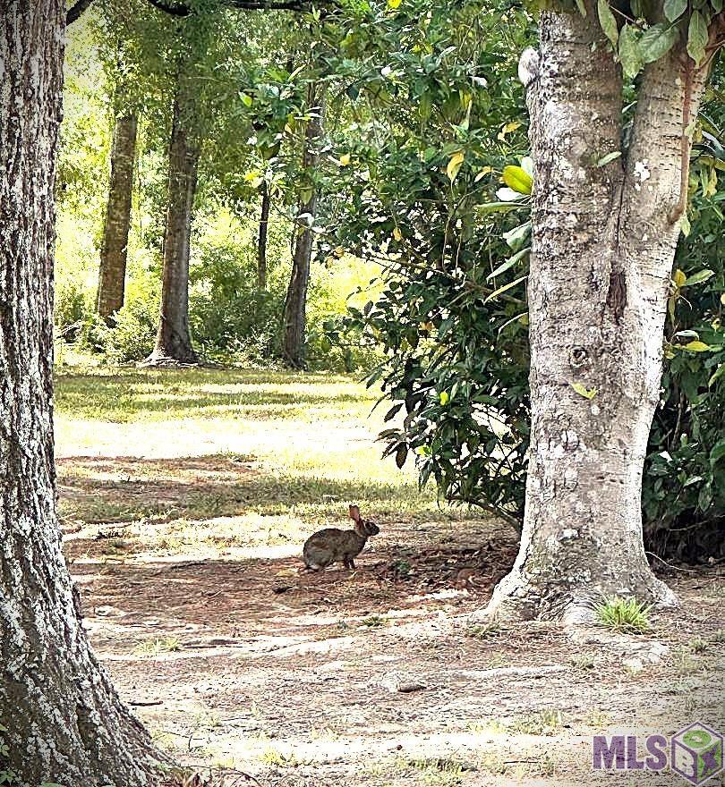 9754 Plank Road Clinton, LA 70722 - Photo 7 of 9