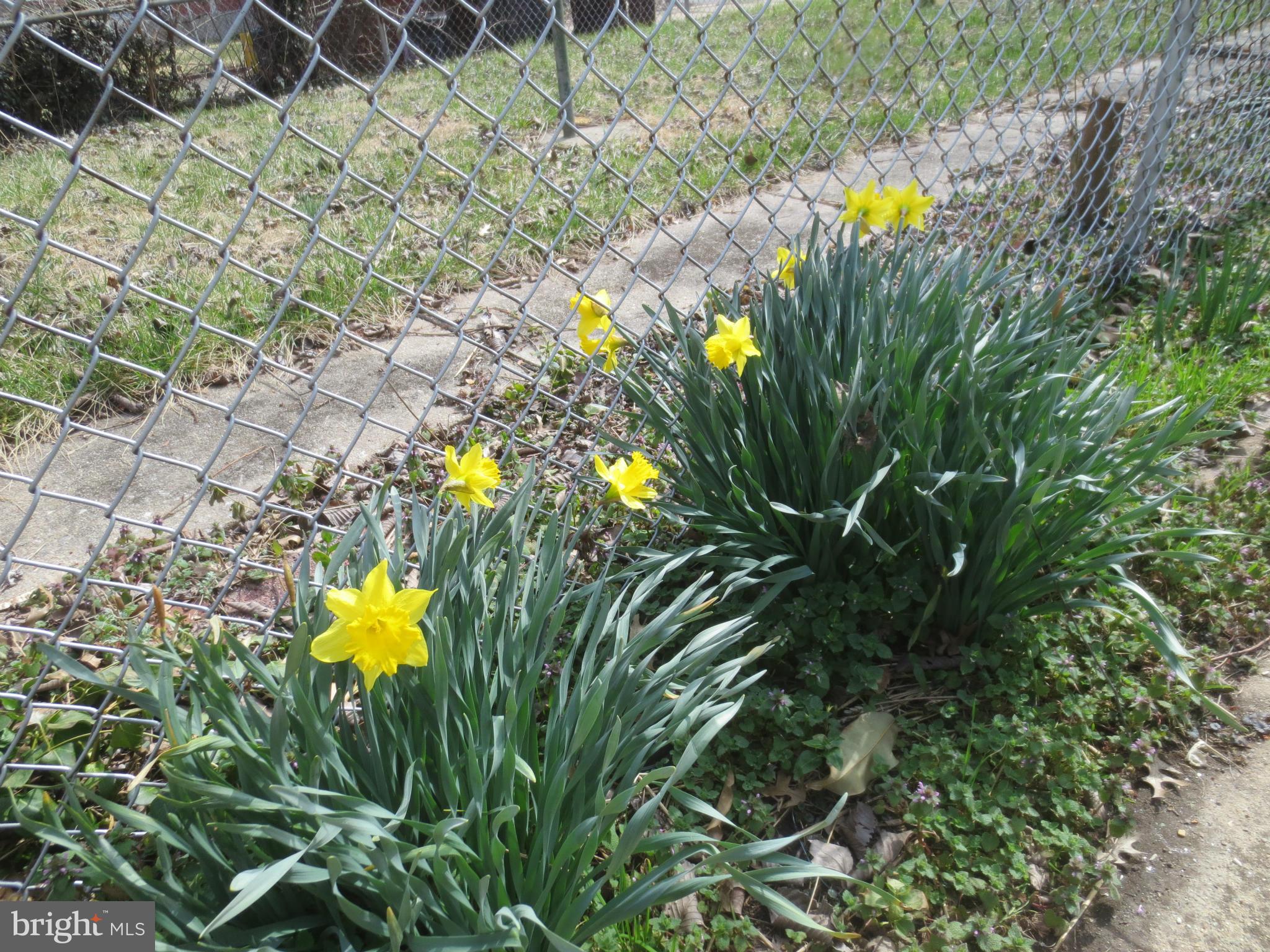 1503 Gleneagle Road Baltimore, MD 21239 - Photo 1 of 26 Enjoy Springtime in your ample backyard