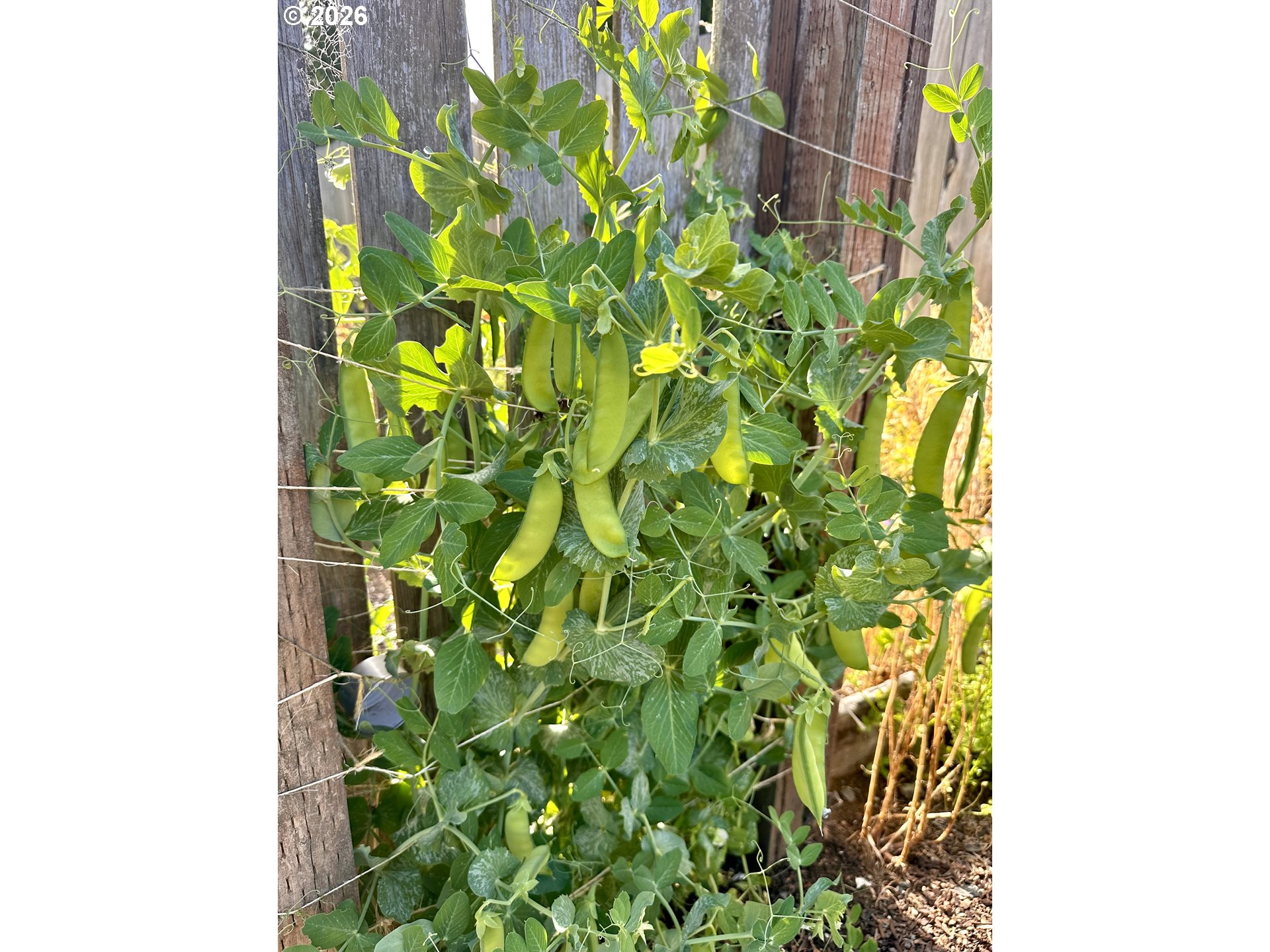 369 South 10th Street Coos Bay, OR 97420 - Photo 40 of 48