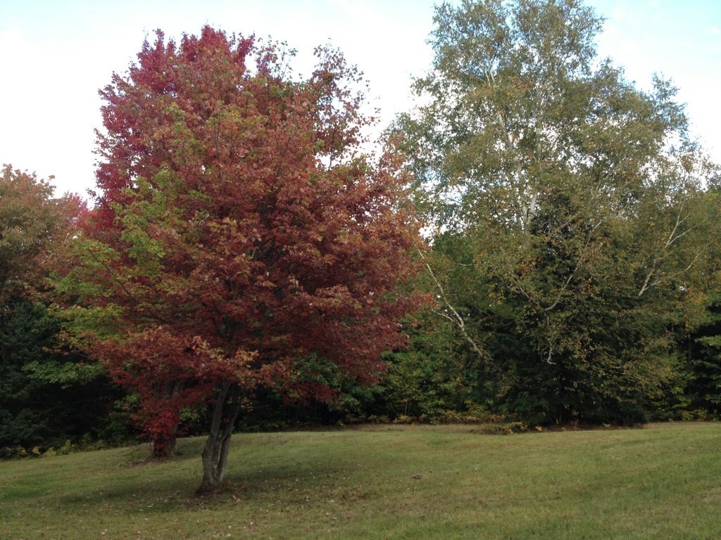 5017 East 16 Mile Road Pickford, MI 49774 - Photo 16 of 24 Gallery Image 16