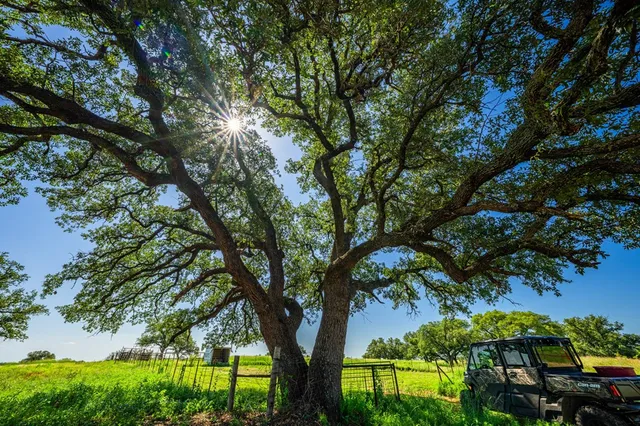 a view of backyard with green space