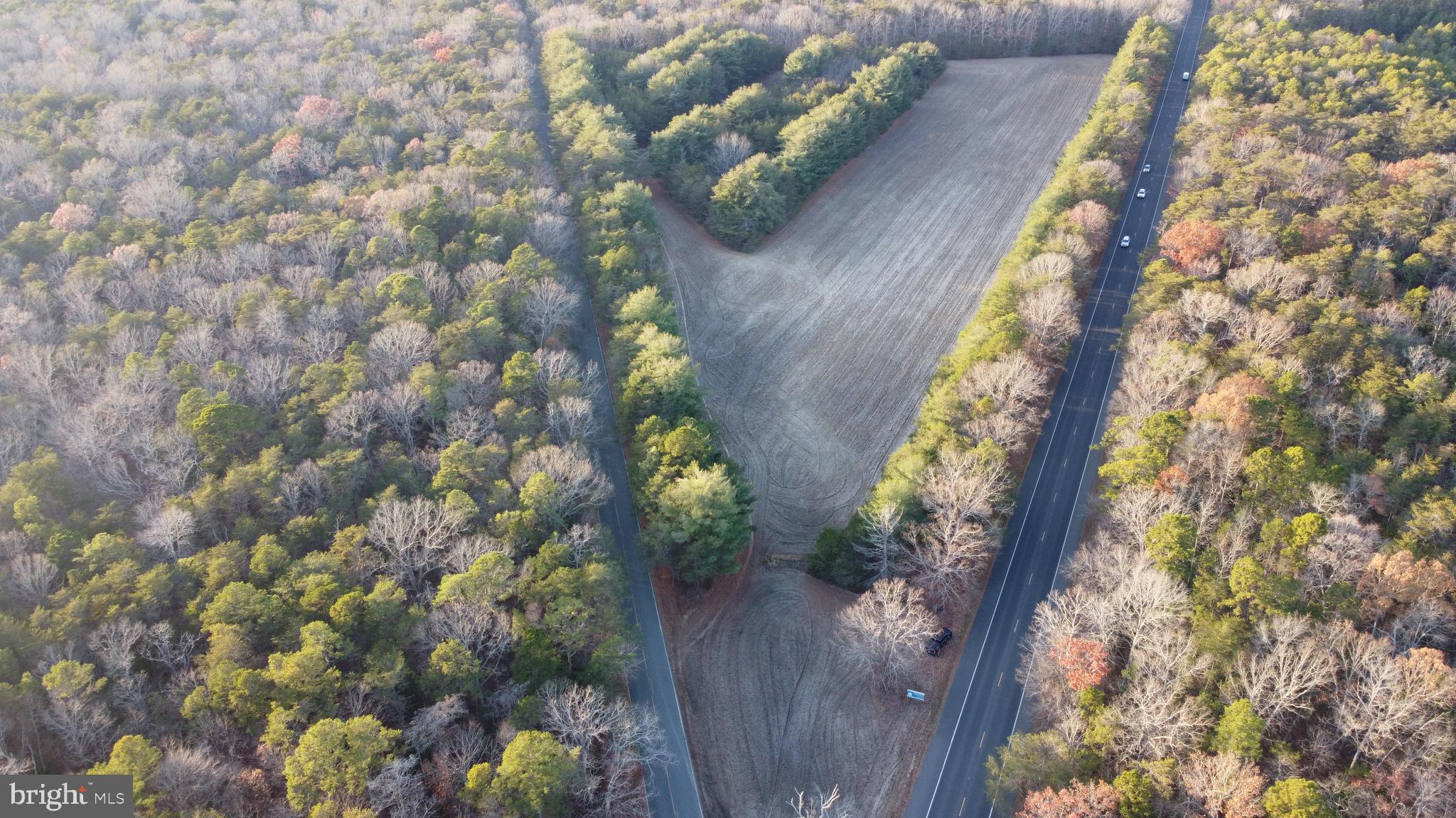 347 Carlisle Place Road Leesburg, NJ 08327 - Photo 11 of 11 a view of a tree with a plant