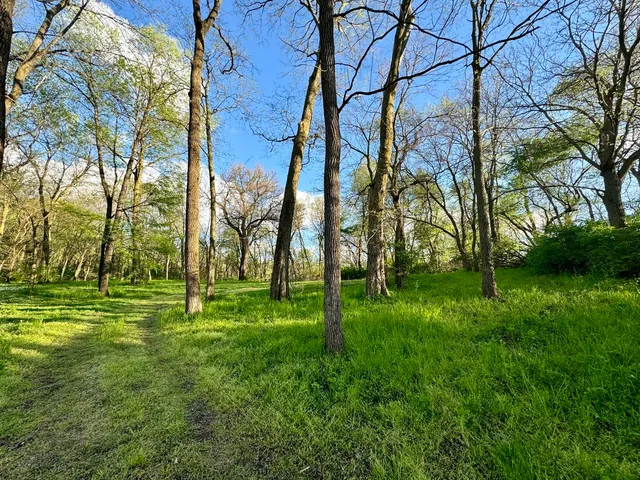 a view of a park with large trees