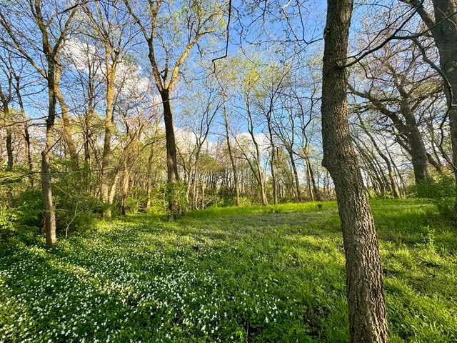 a backyard of a house with lots of green space