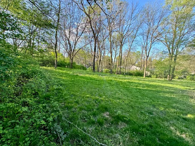 a view of a park with large trees
