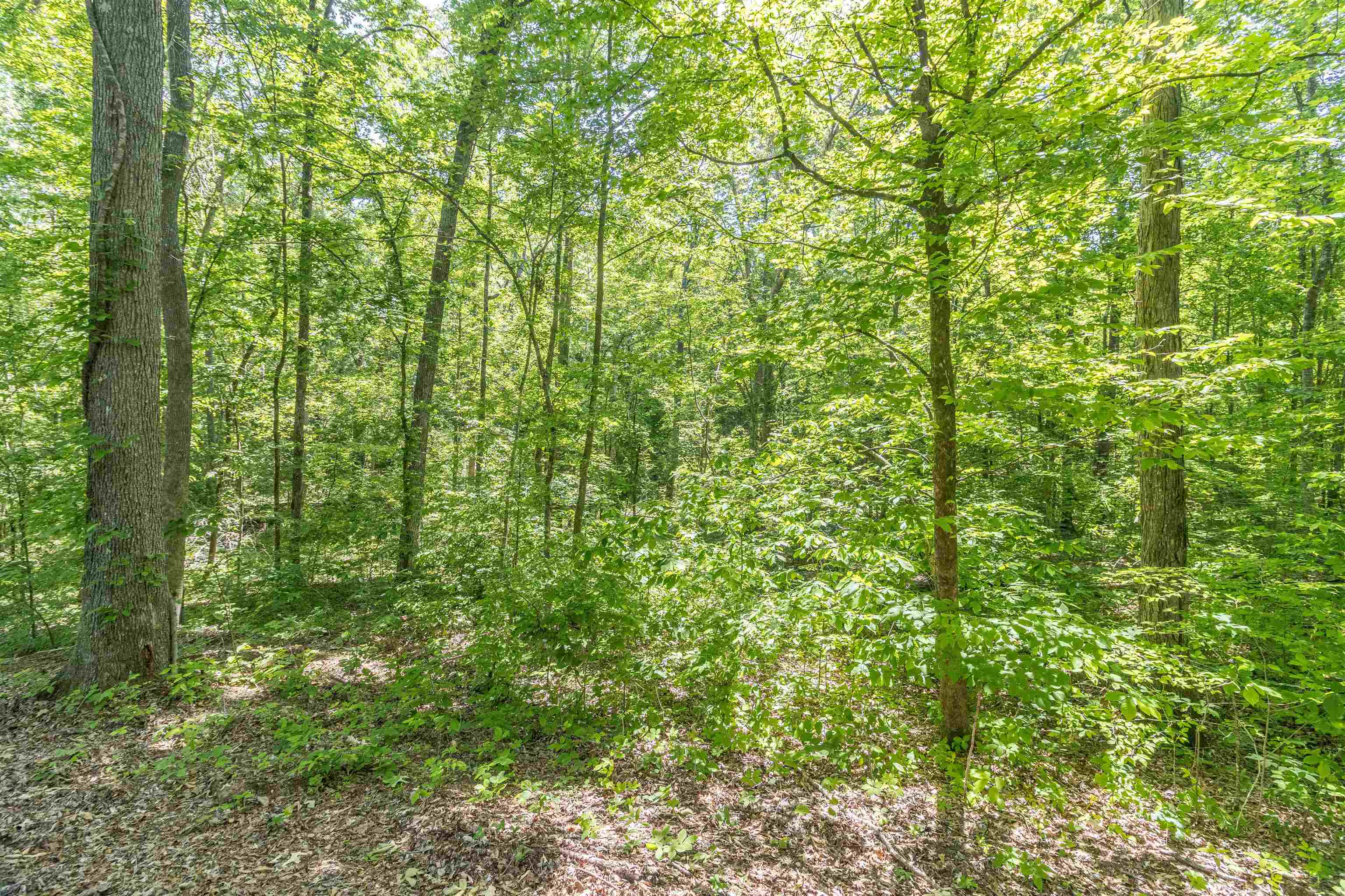1540 A Chewalla Road Ramer, TN 38367 - Photo 2 of 4 a view of a lush green forest