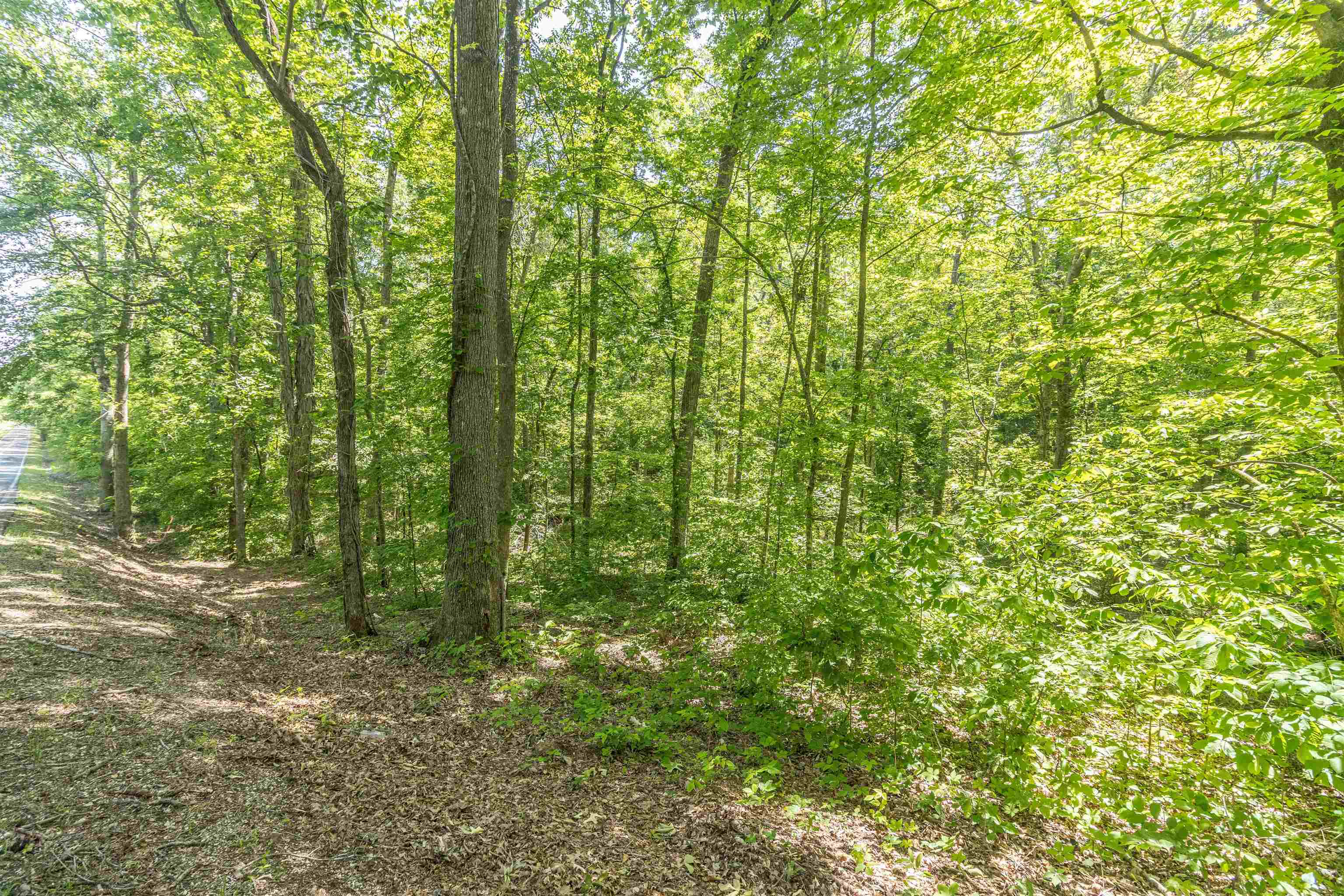 1540 A Chewalla Road Ramer, TN 38367 - Photo 3 of 4 a view of a yard with plants and large trees