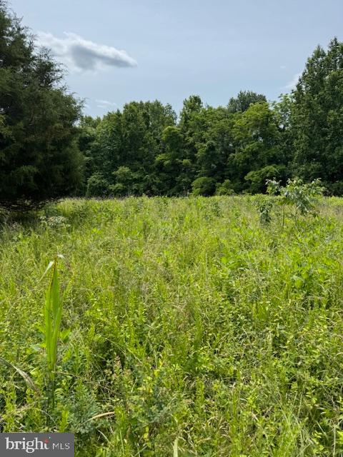 1-1-1 Mathias Point Road King George, VA 22485 - Photo 3 of 7 a view of a bunch of trees and bushes
