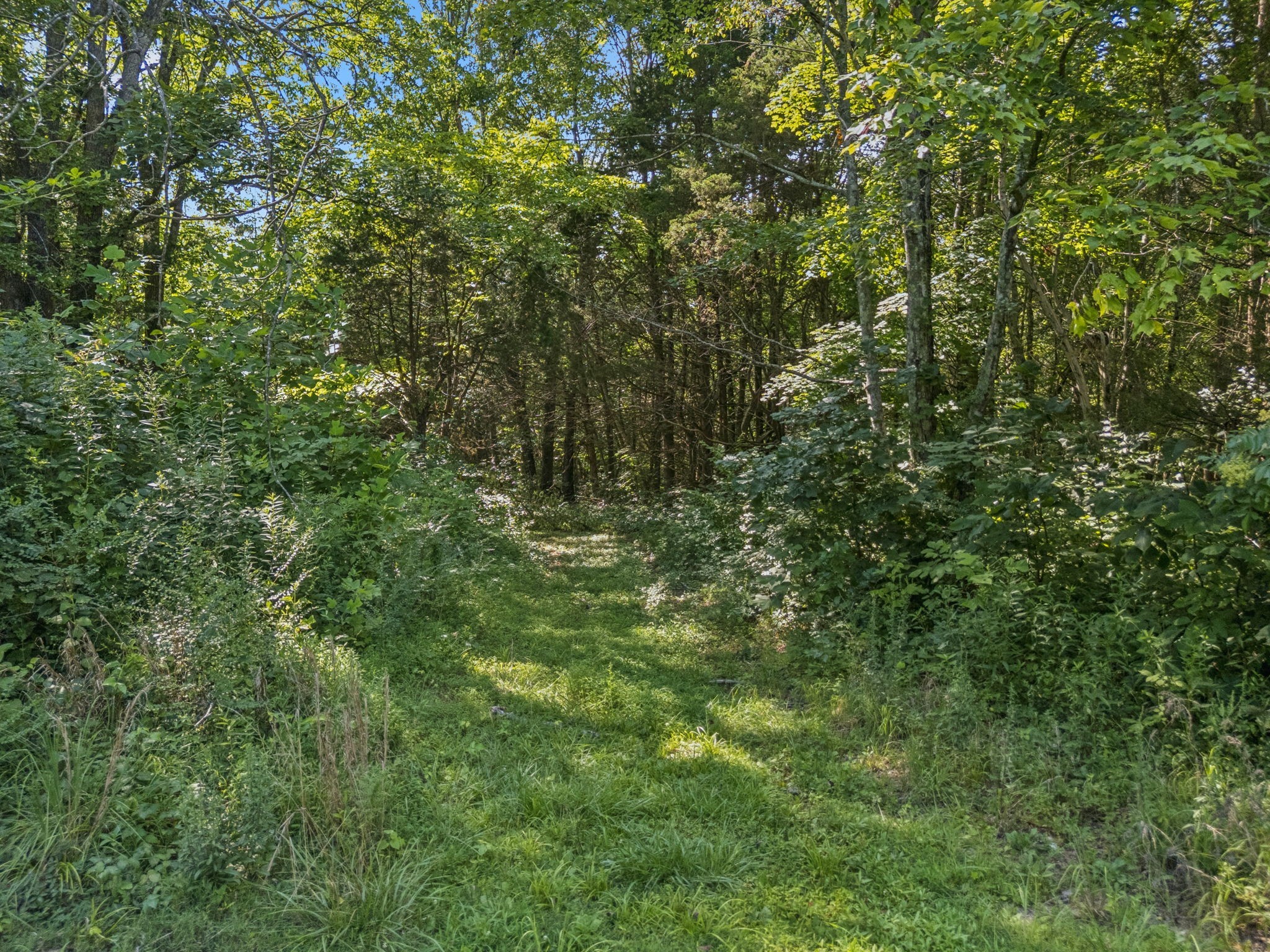 7199 Harper Road Joelton, TN 37080 - Photo 46 of 56 a view of a lush green forest