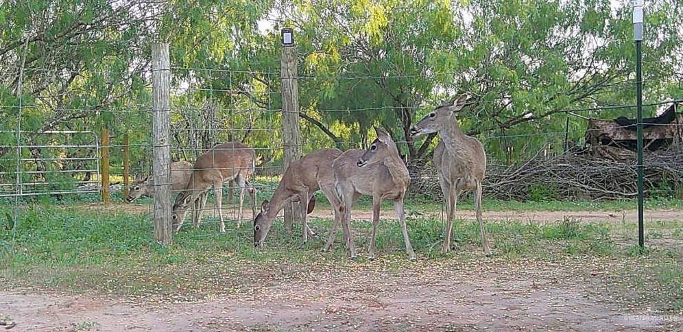 1645 Cr 288 Road Concepcion, TX 78349 - Photo 27 of 42 a backyard of a house and trees