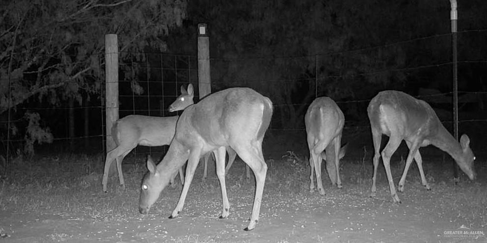 1645 Cr 288 Road Concepcion, TX 78349 - Photo 28 of 42 a couple of chairs sitting in a room