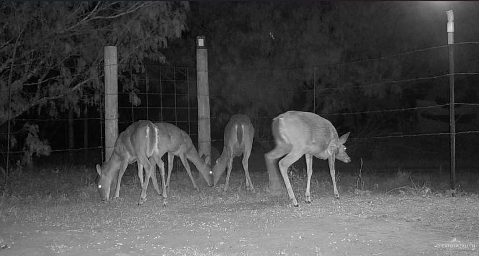 1645 Cr 288 Road Concepcion, TX 78349 - Photo 29 of 42 a couple of table and chairs in patio