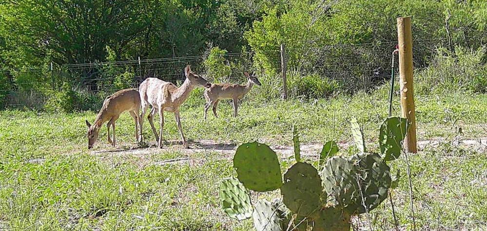 1645 Cr 288 Road Concepcion, TX 78349 - Photo 30 of 42