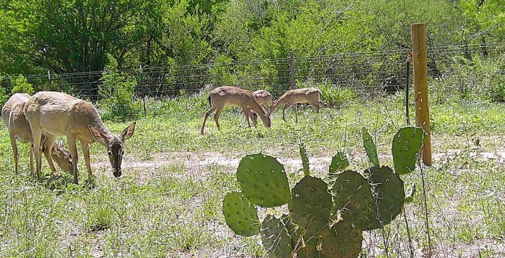 1645 Cr 288 Road Concepcion, TX 78349 - Photo 32 of 42 a view of a yard