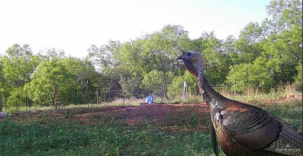 1645 Cr 288 Road Concepcion, TX 78349 - Photo 33 of 42 a view of outdoor space and yard