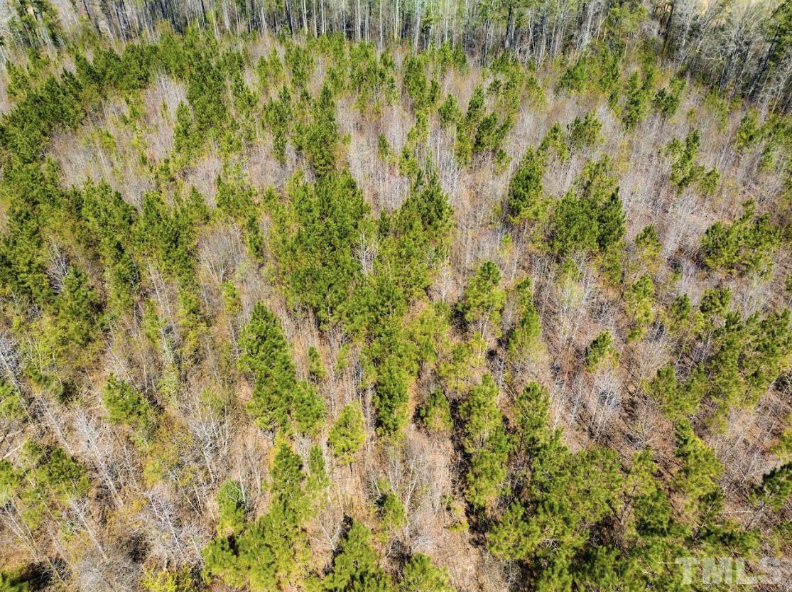 0 North McLean Chapel Church Road Bunnlevel, NC 28323 - Photo 11 of 16 a view of a yard with a tree
