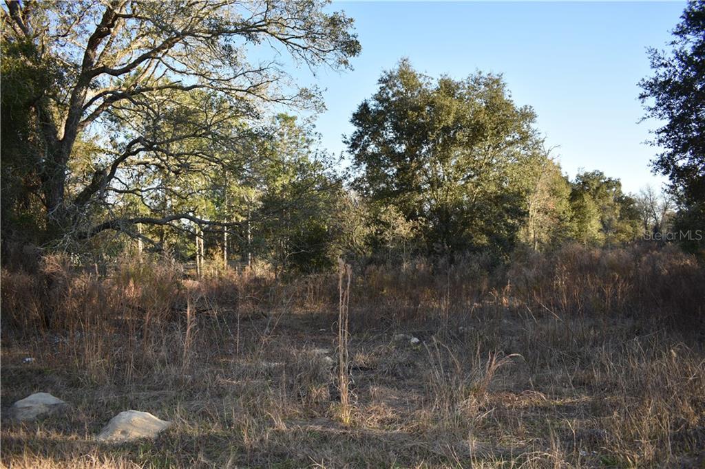 Orchard Way Spring Hill Spring Hill, FL 34608 - Photo 1 of 1 a view of a forest
