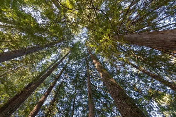 a view of a lush green forest with trees and some houses