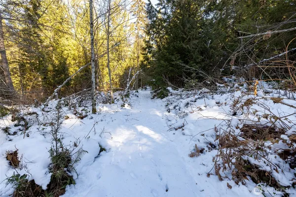 a view of a yard with trees