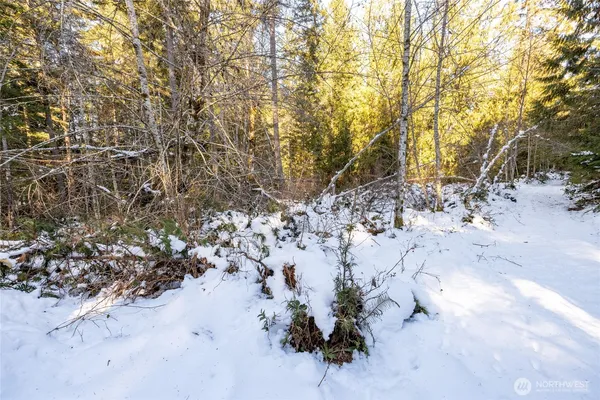 a view of a yard with trees