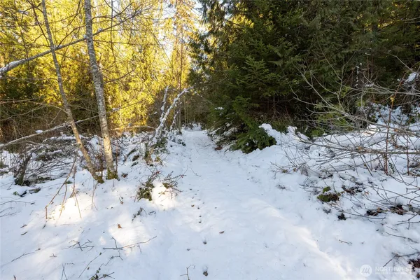 a view of a dry yard with lots of trees