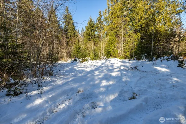 a view of a forest with trees in the background