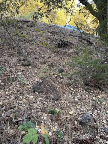 a view of a yard with large trees