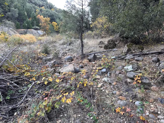a view of a forest with trees