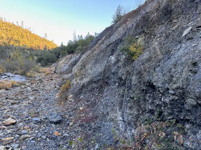 a view of a forest with trees