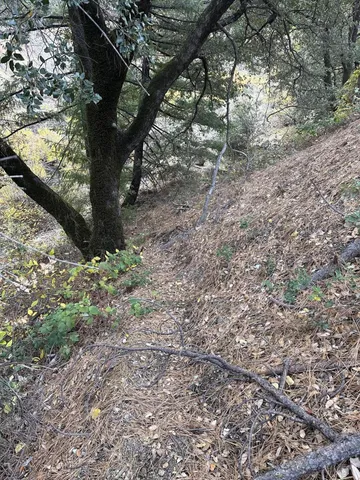 a view of a forest with trees