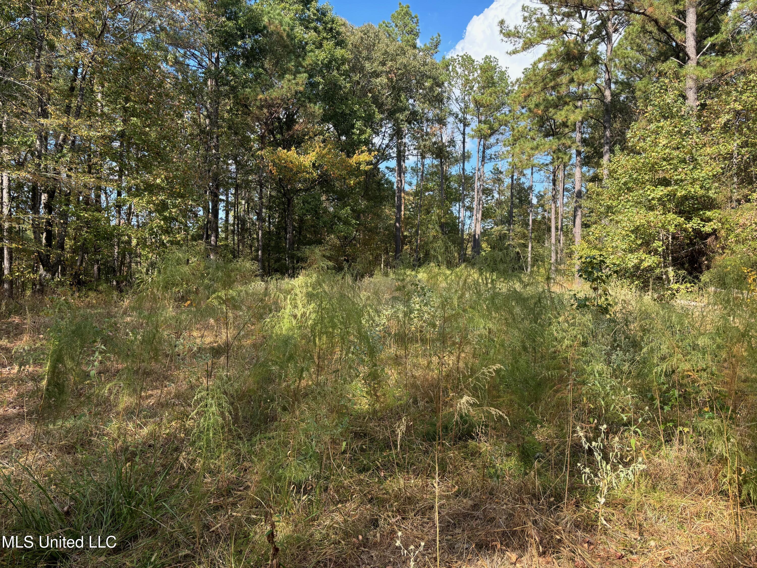 Hill Road Roxie, MS 39661 - Photo 11 of 33 IMG_0784