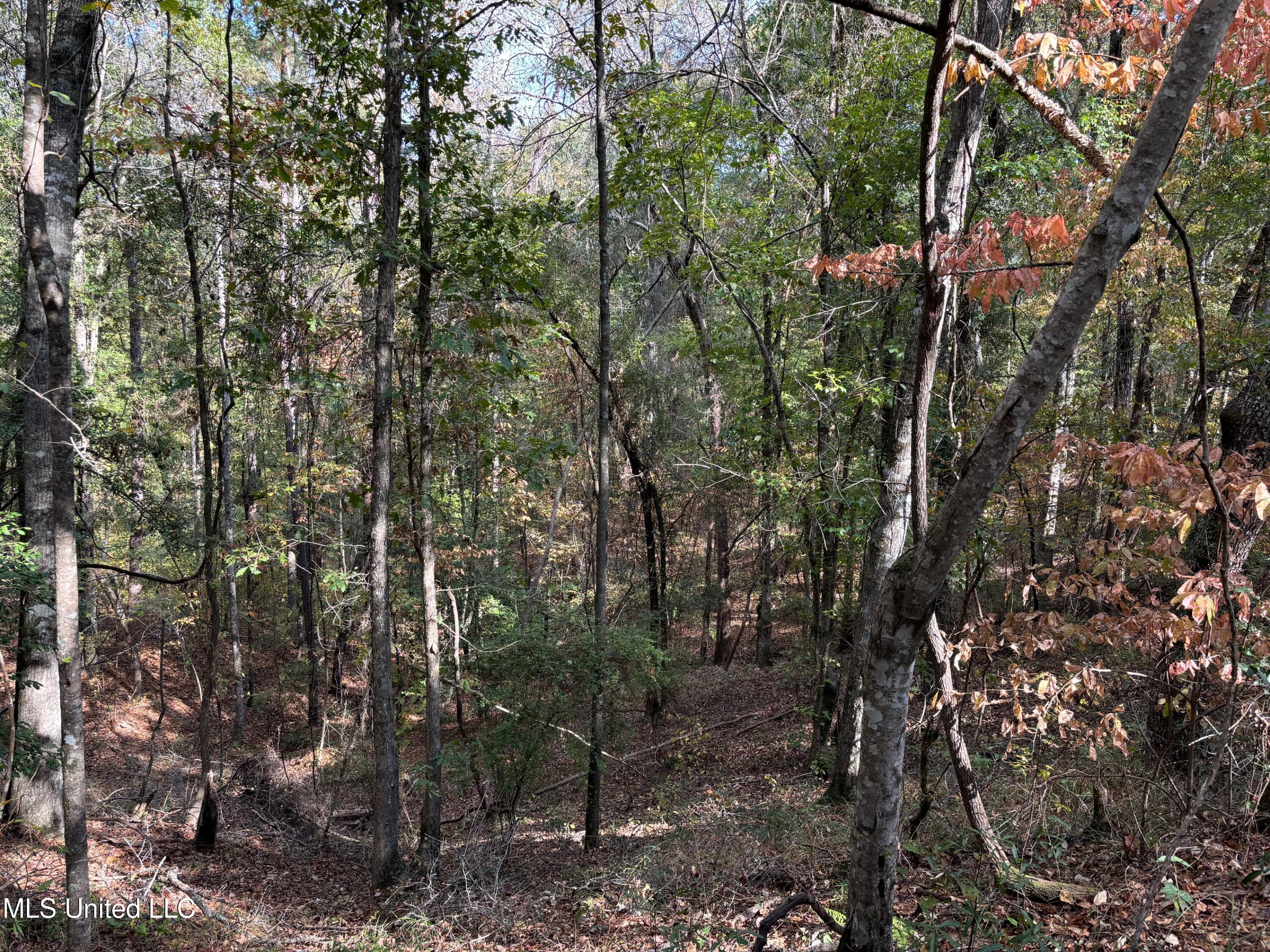 Hill Road Roxie, MS 39661 - Photo 12 of 33 IMG_0785 (1)