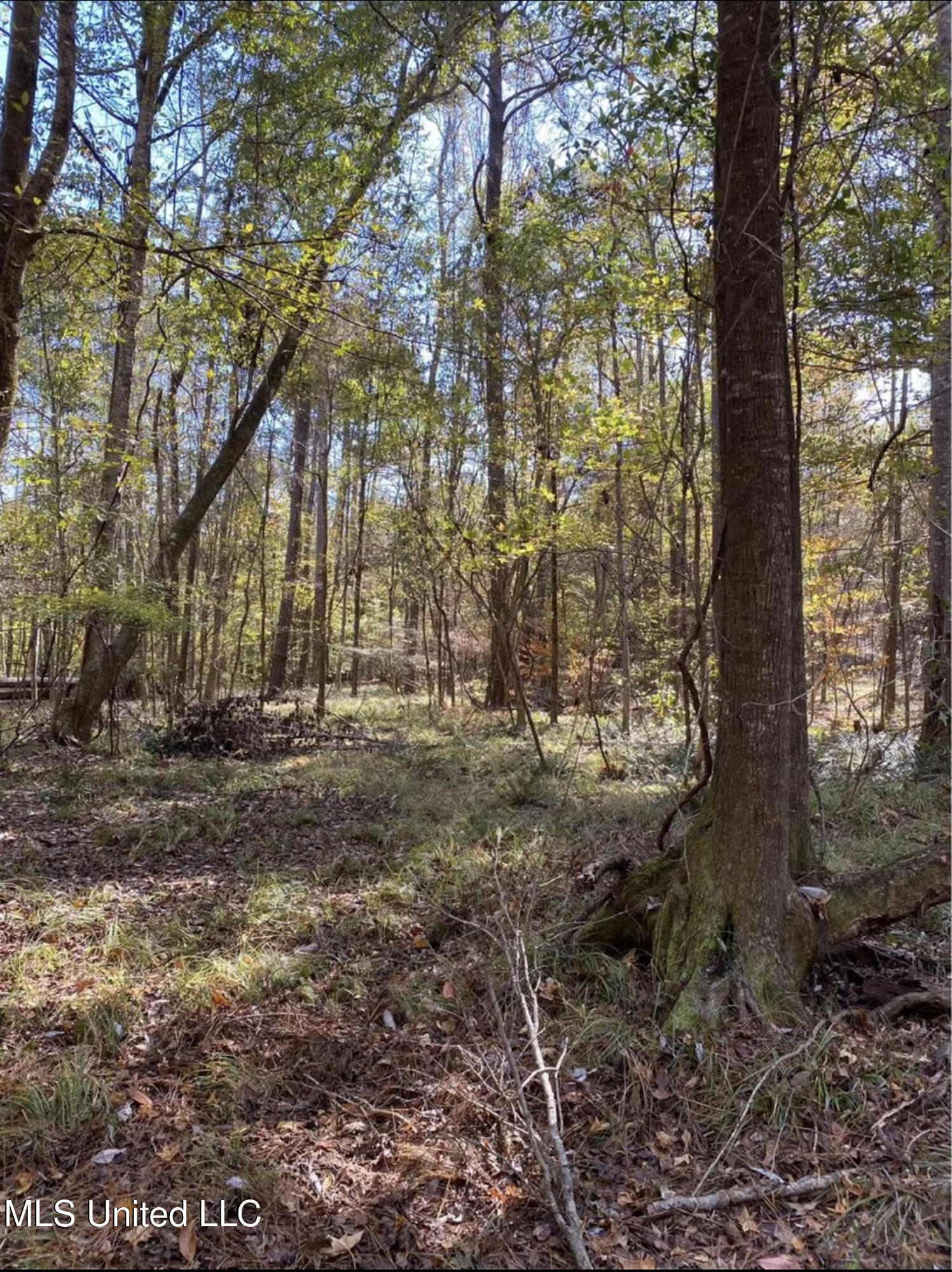 Hill Road Roxie, MS 39661 - Photo 19 of 33 IMG_9614