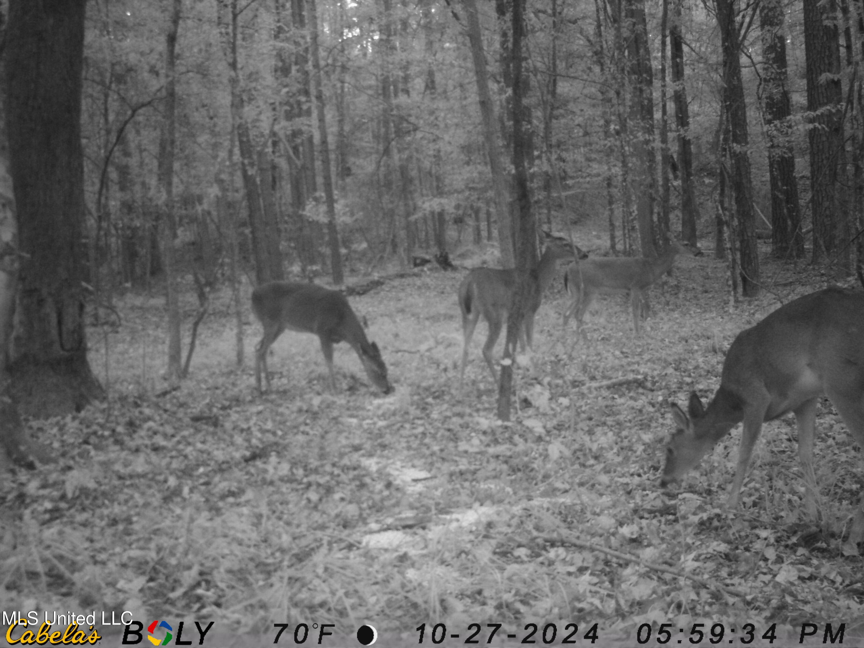 Hill Road Roxie, MS 39661 - Photo 21 of 33 IMAG0024