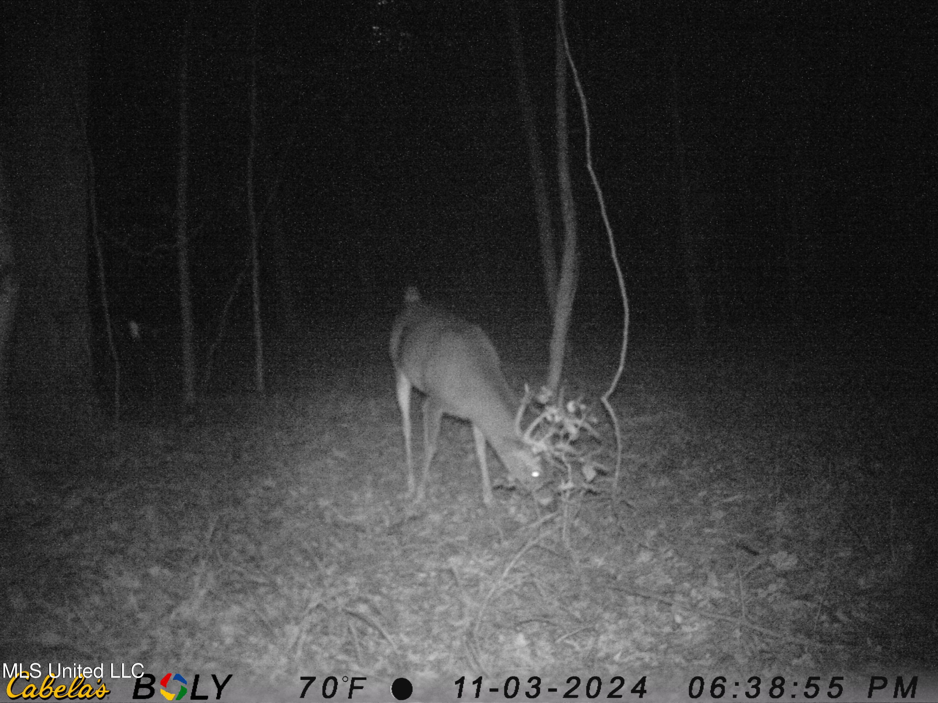 Hill Road Roxie, MS 39661 - Photo 23 of 33 IMAG1111