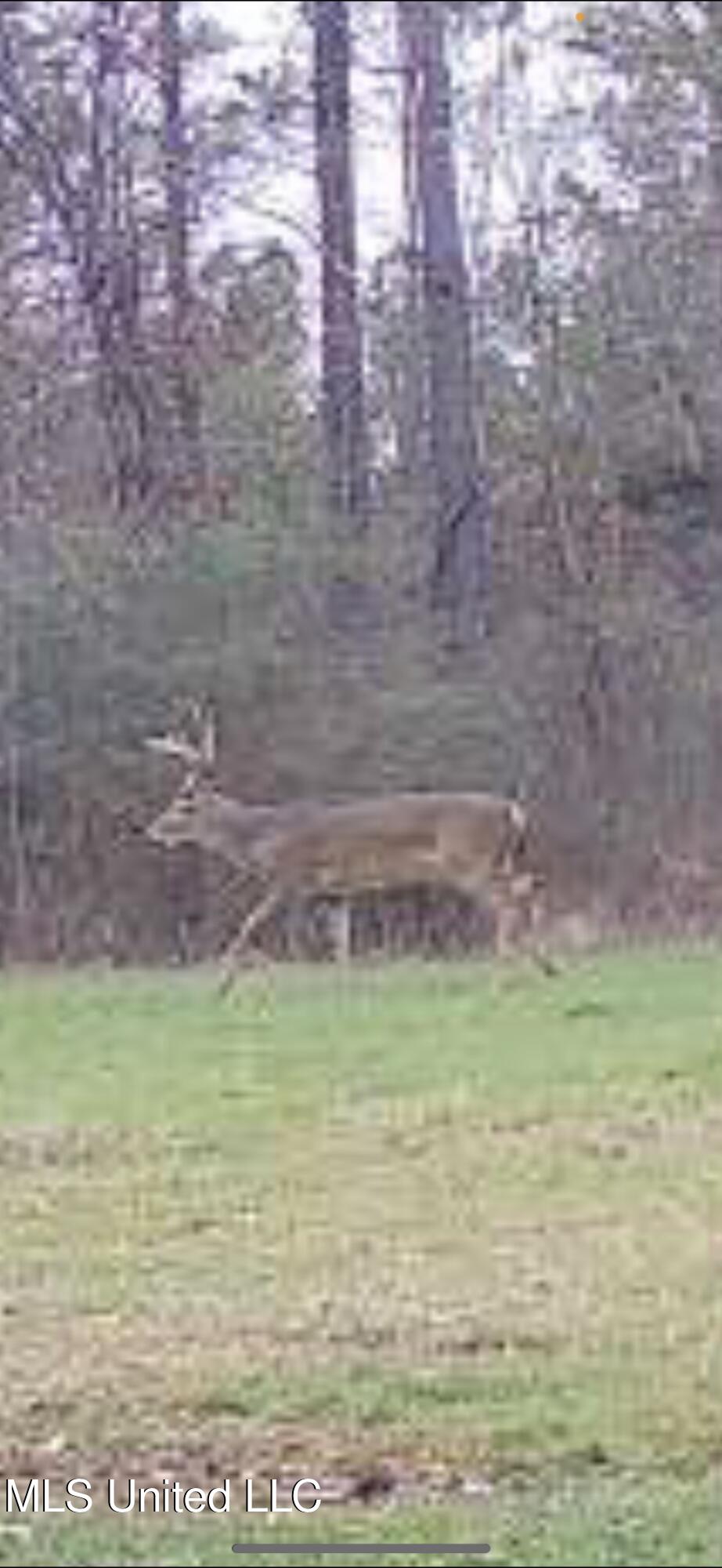 Hill Road Roxie, MS 39661 - Photo 24 of 33 IMG_0805