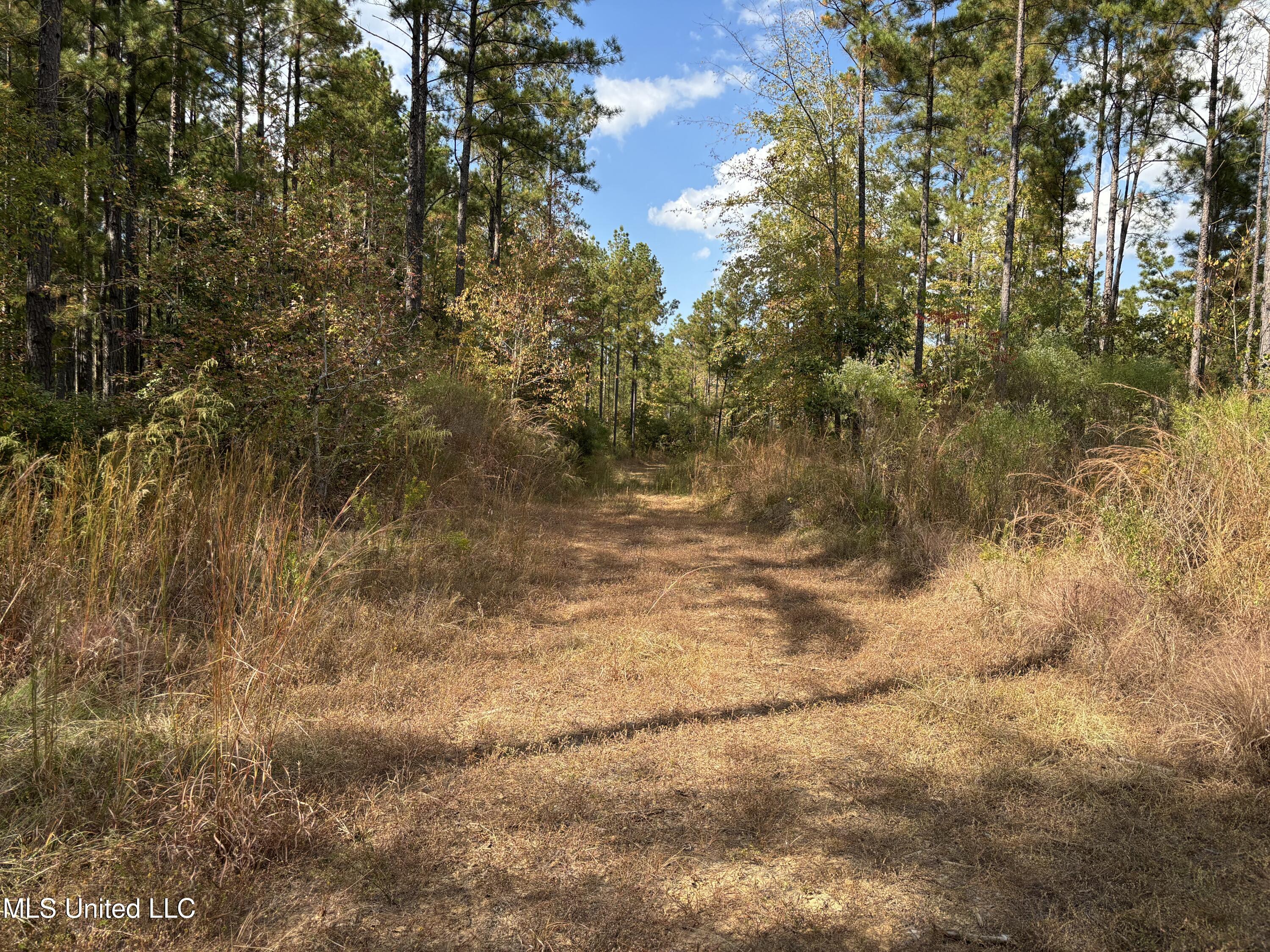 Hill Road Roxie, MS 39661 - Photo 9 of 33 IMG_0782