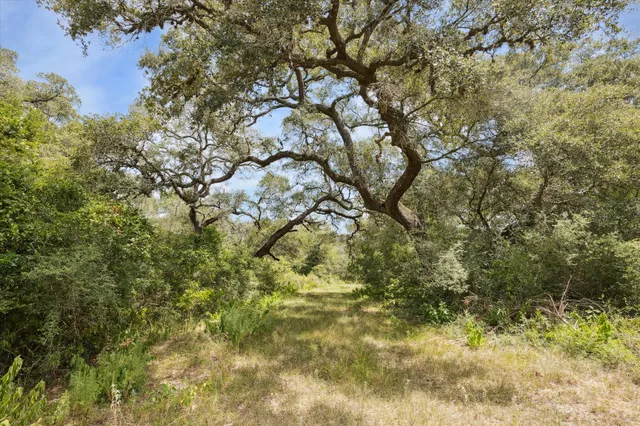 a view of a tree in a yard