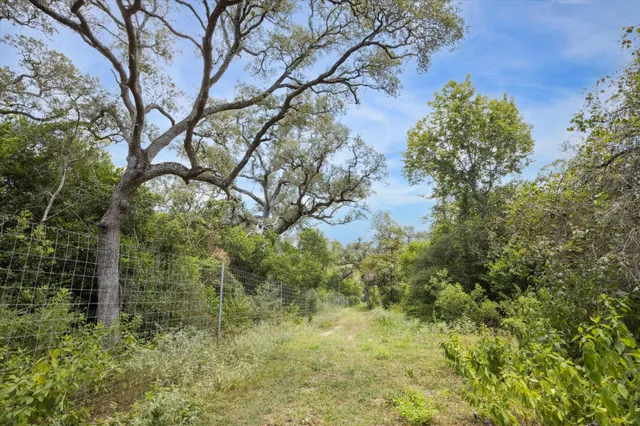 a view of a tree in a yard