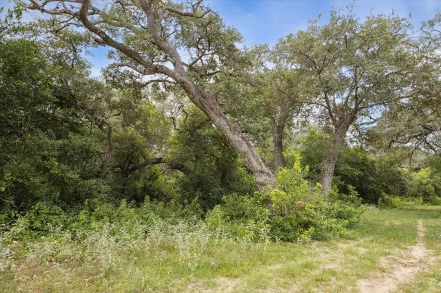 a view of a forest with a tree